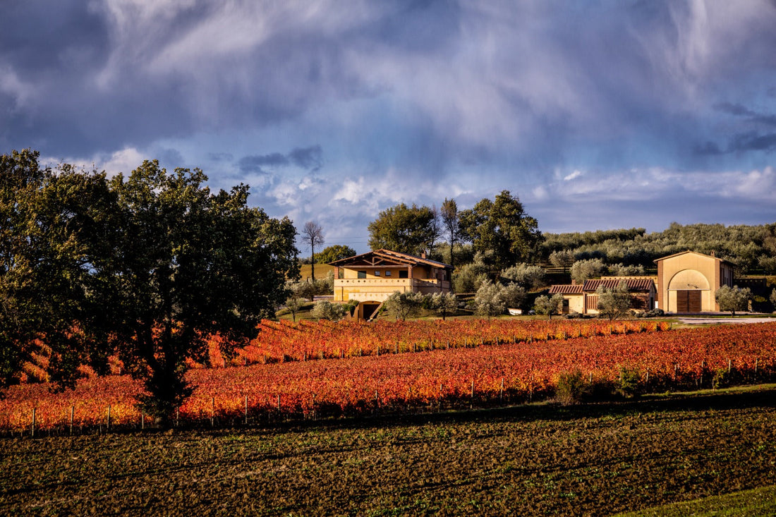 Cantina Perticaia - Wine Experience Exclusive Cantina Perticaia Umbria