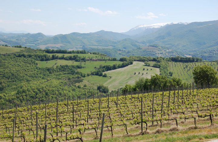 Terre di Serrapetrona - Tenuta Stefano Graidi Full Immersion Terre di Serrapetrona Marche