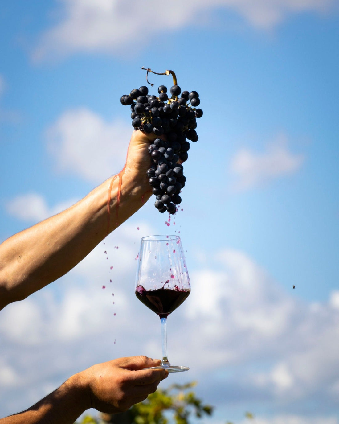 Tenuta San Marcello - Esperienza Pace dei Sensi Tenuta San Marcello Marche
