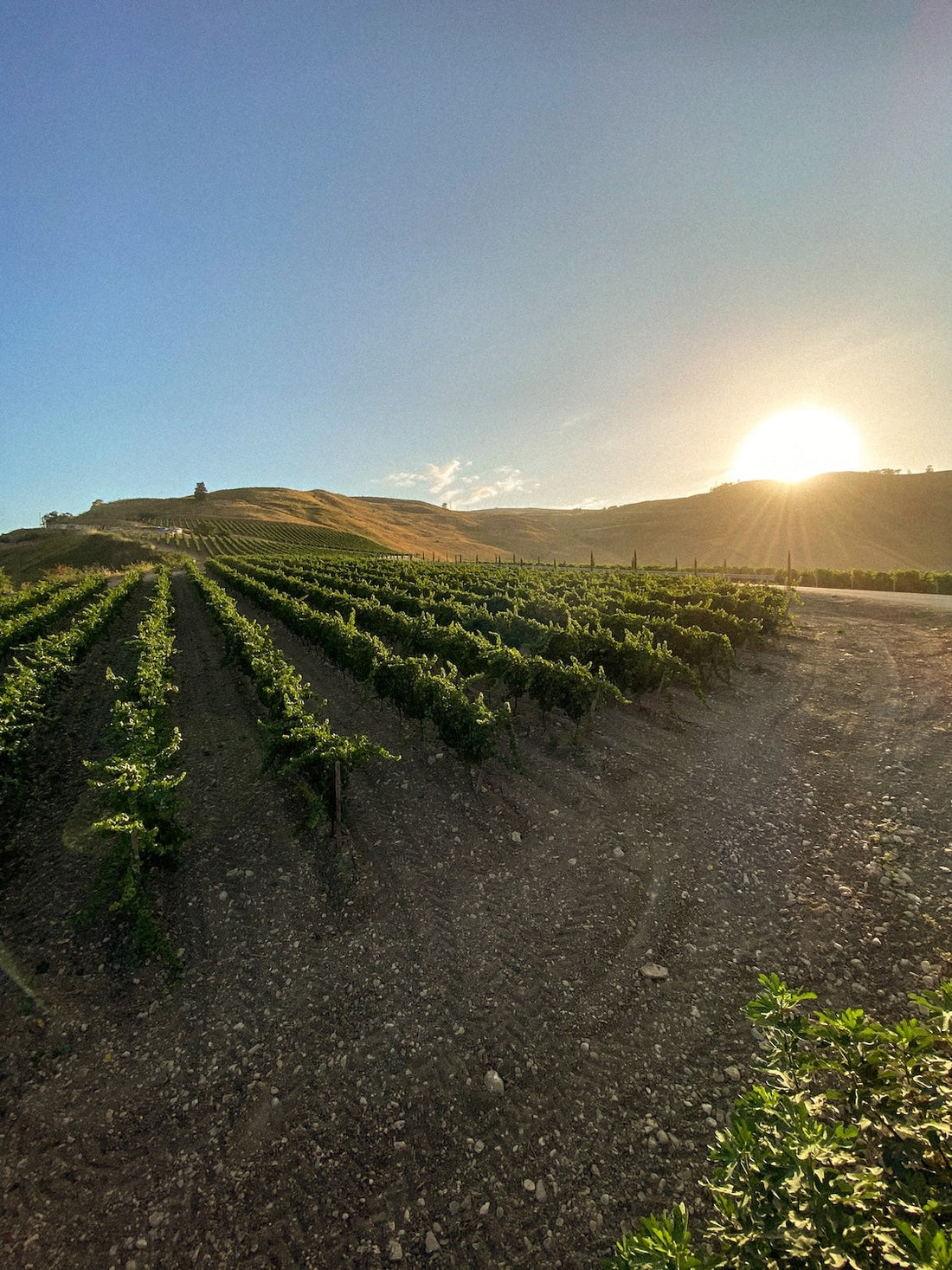 Tonnino - Diversità e ricchezza Tonnino Sicilia