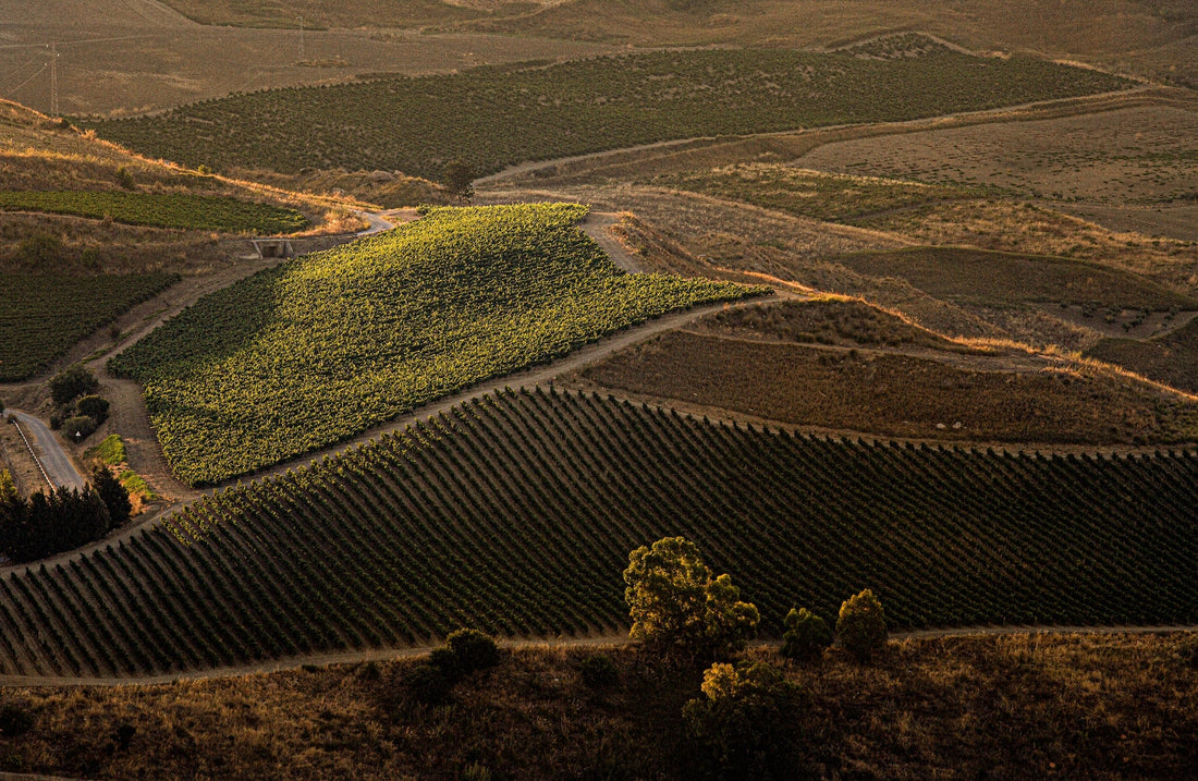 Tonnino - Diversità e ricchezza Tonnino Sicilia