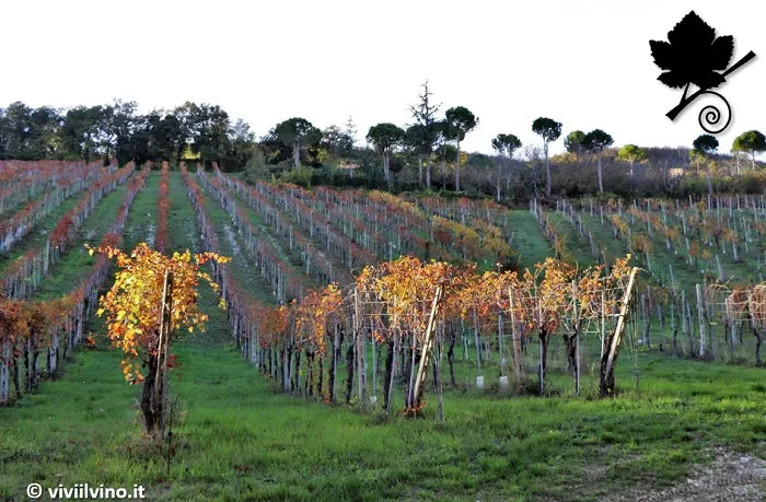 Terre di Serrapetrona - Tenuta Stefano Graidi Full Immersion Terre di Serrapetrona Marche