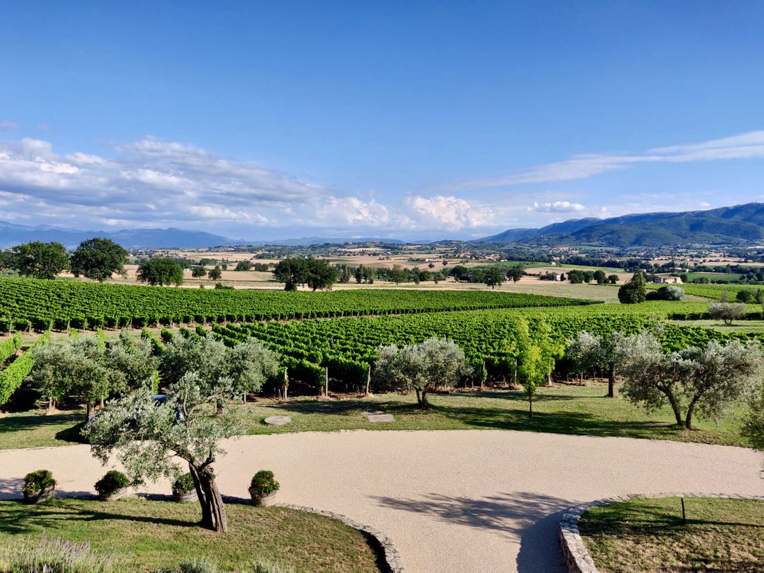 Cantina Perticaia - Wine Experience Exclusive Cantina Perticaia Umbria