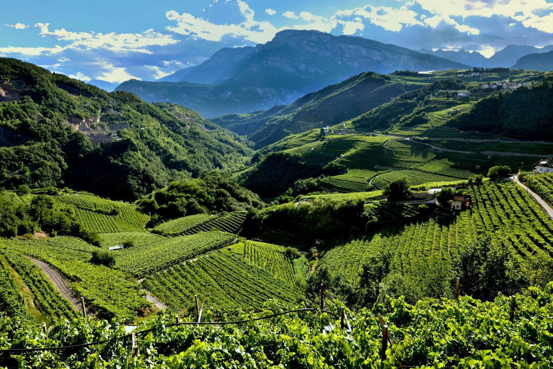 Villa Corniole - Visita e Degustazione in cantina Villa Corniole Trentino Alto Adige