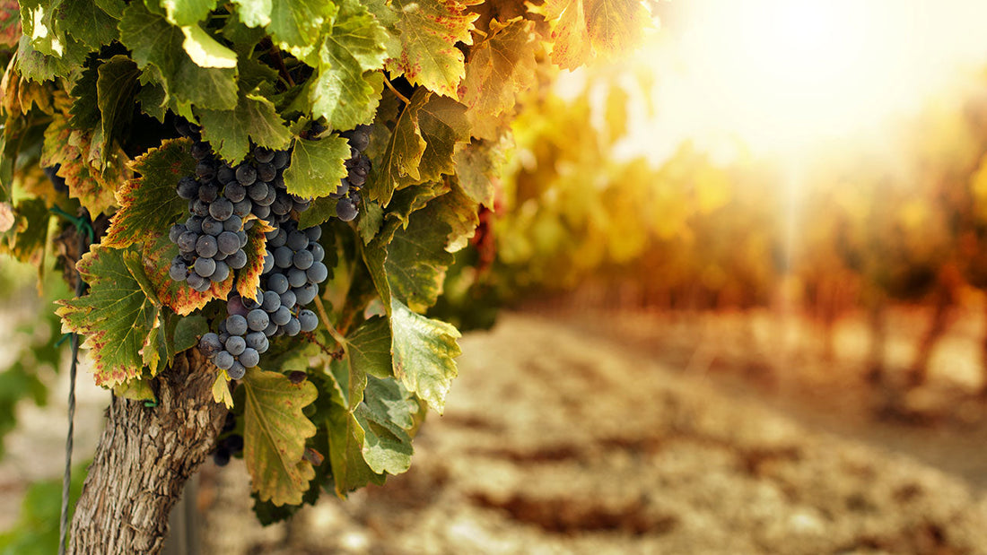 Cantina Perticaia - Wine Experience Exclusive Cantina Perticaia Umbria